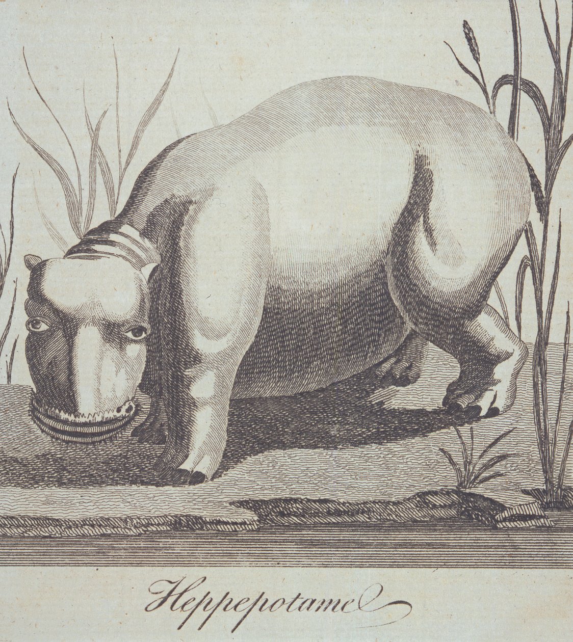 Hippopotamus, fra The Gentlemans Magazine, utgitt i desember 1772 av English School