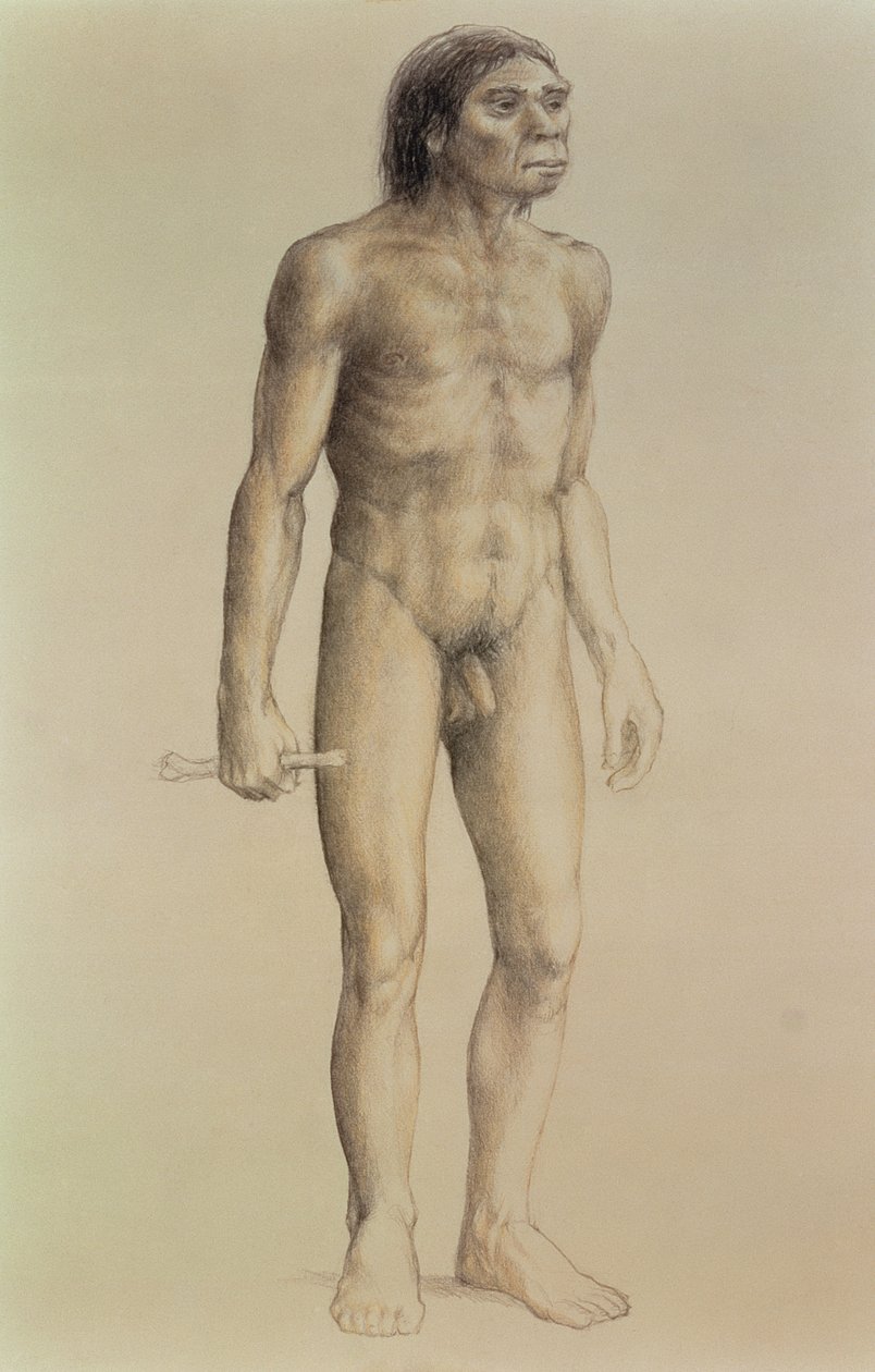 Homo erectus (blyant på papir) av English School