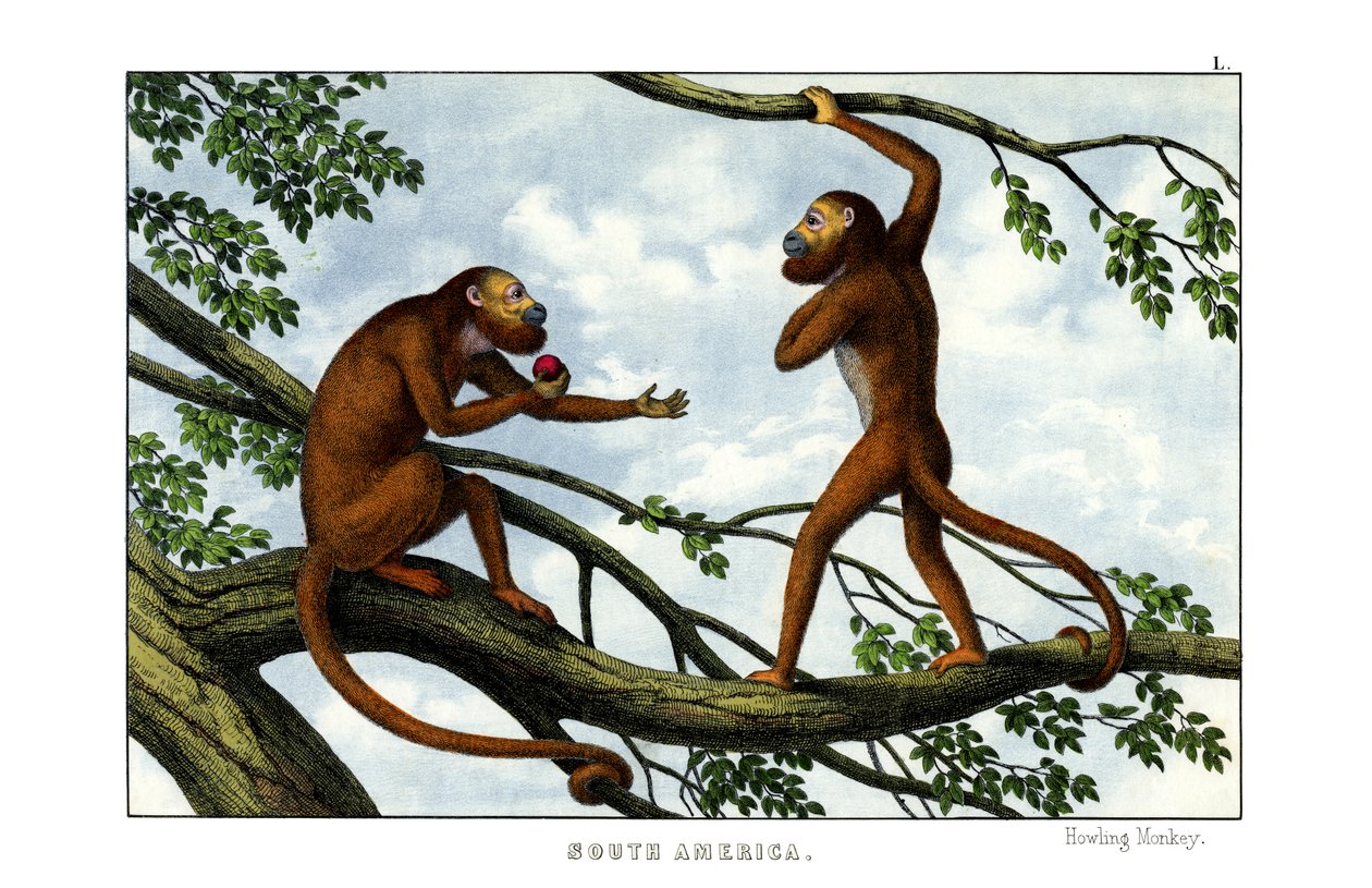 Hylende ape av English School