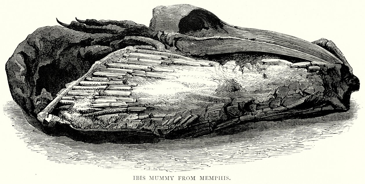 Ibis-mumie fra Memphis (gravering) av English School
