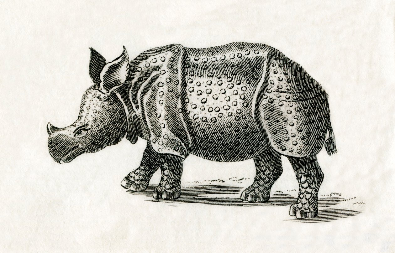 Indisk neshorn, eller større enhornet neshorn, Rhinoceros unicornis, fra et trykk fra 1700-tallet (gravering) av English School