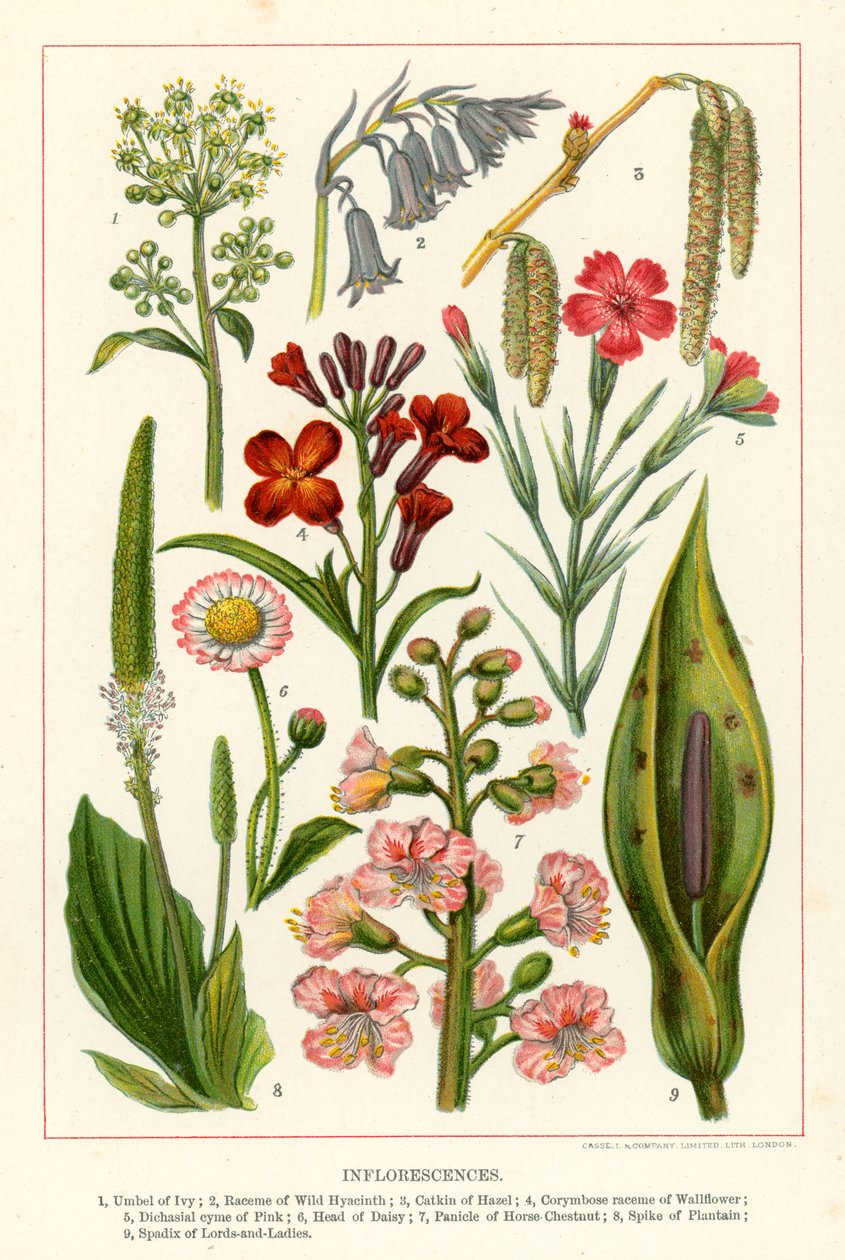 Blomsterstander (fargelitografi) av English School