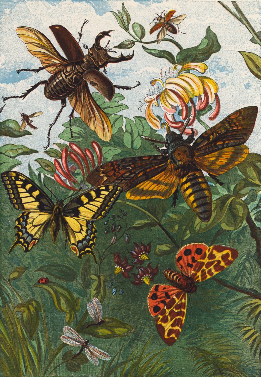 Insekter (fargelitografi) av English School