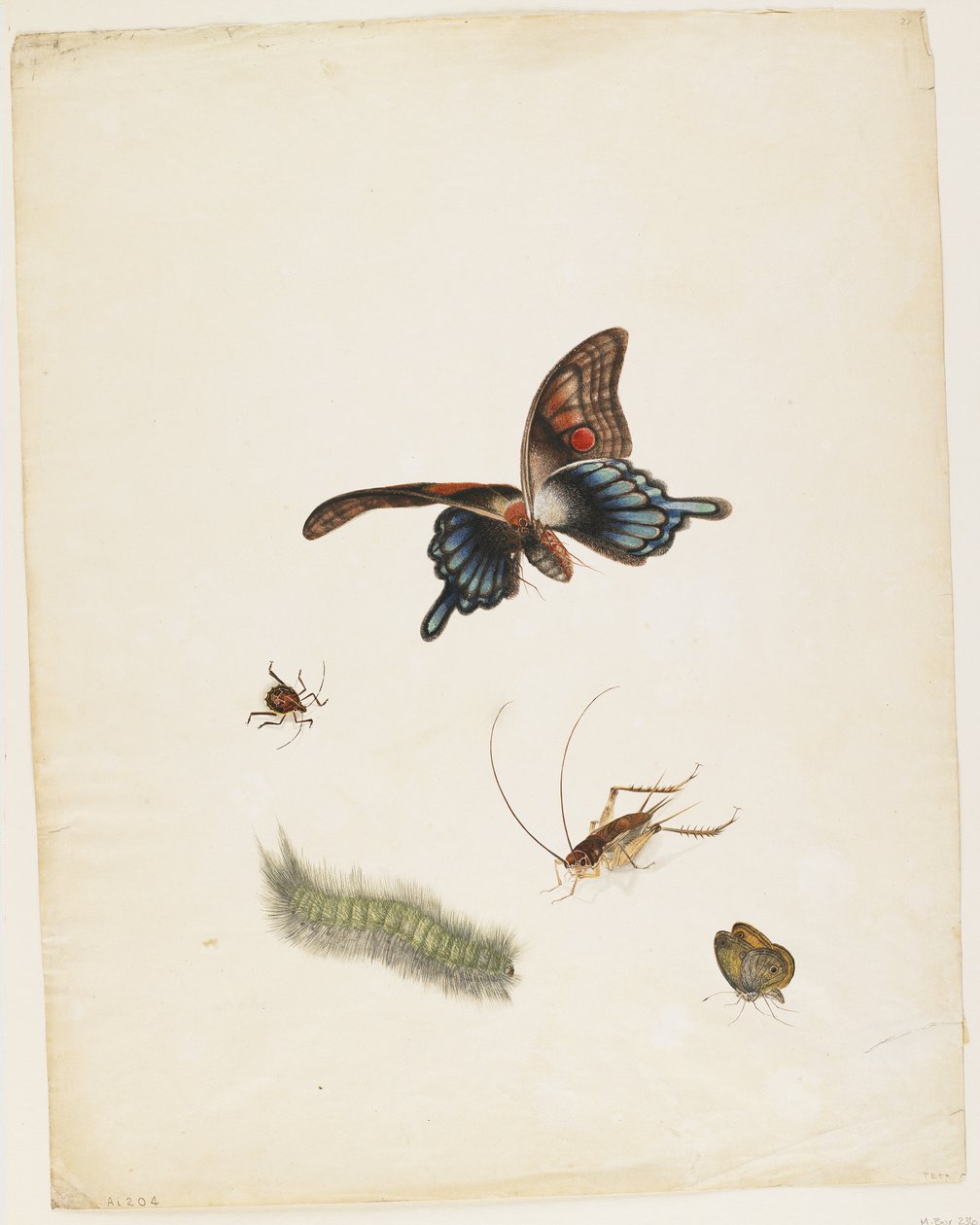 Insekter, ca. 1805 (svart blekk, wc og grafitt på papir) av English School