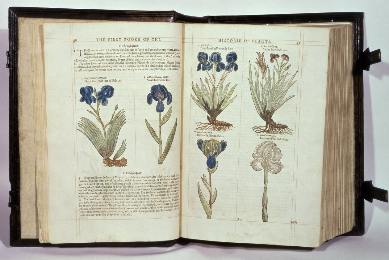 Iris (Flowers de-luce), seks varianter fra 