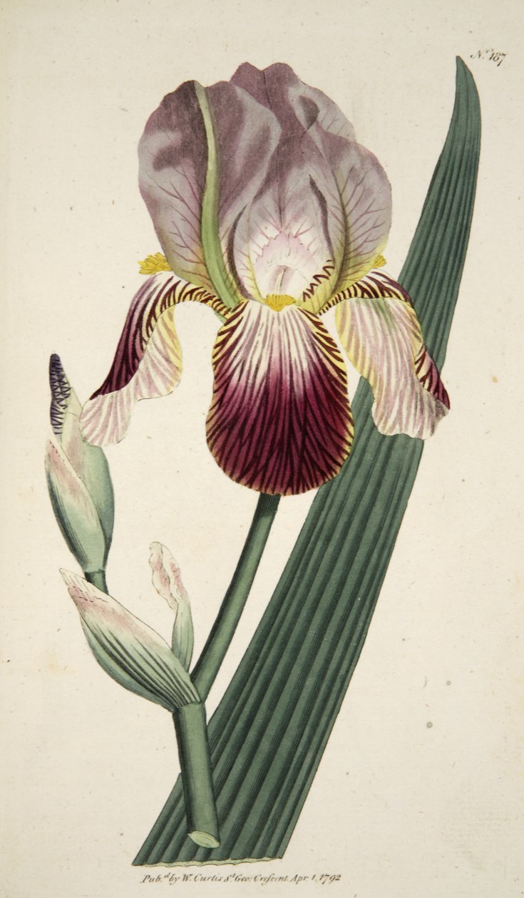 Iris Sambucina (Elder Scented Iris), fra The Botanical Magazine eller Flower Garden Displayed, pub. 1792 (håndfarget gravering) av English School