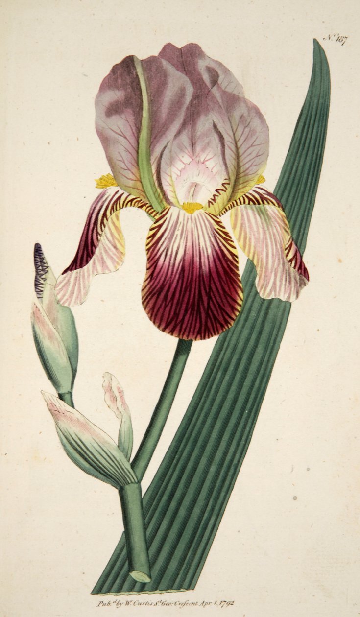 Iris Sambucina Elder Scented Iris, pub. 1792 håndfarget gravering. av English School