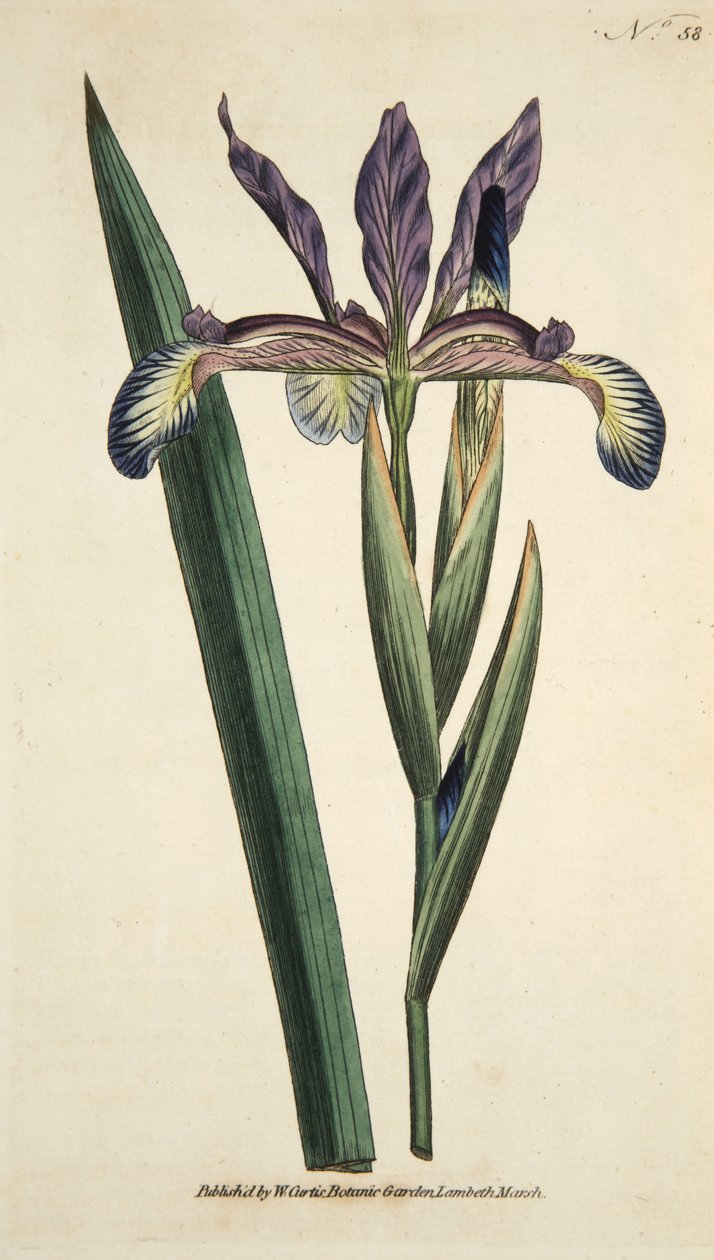Iris Spuria (Spurious Iris), fra The Botanical Magazine eller Flower Garden Displayed, pub. 1790 (håndfarget gravering) av English School