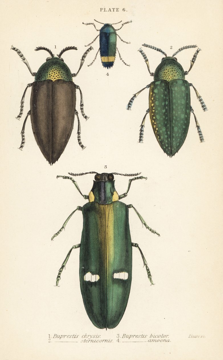 Juvelbiller: Buprestis chrysis 1, Buprestis sternicornis 2 av English School