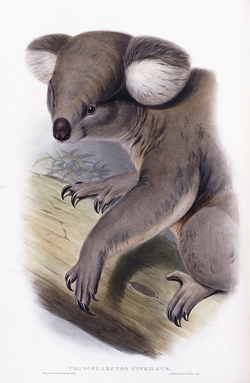 Koala - Phascarctos cinereus, 1845-1863 av English School