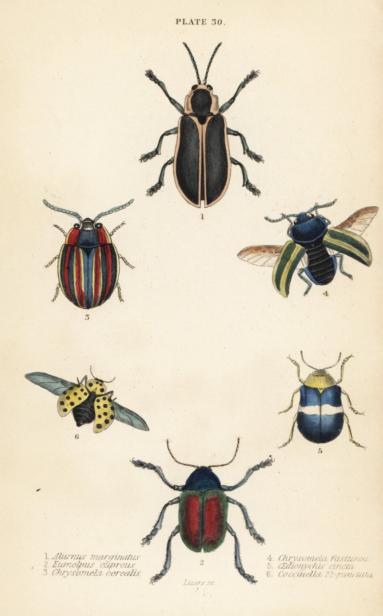 Bladbiller: Alurnus marginatus 1, Eumolpus curpreus 2, Chrysolina cerealis 3, dødneslebladbille, Chrysolina fastuosa 4, Oedionychis cincta 5 og 22-flekket marihøne Psyllobora vigintiduopunctata 6 av English School