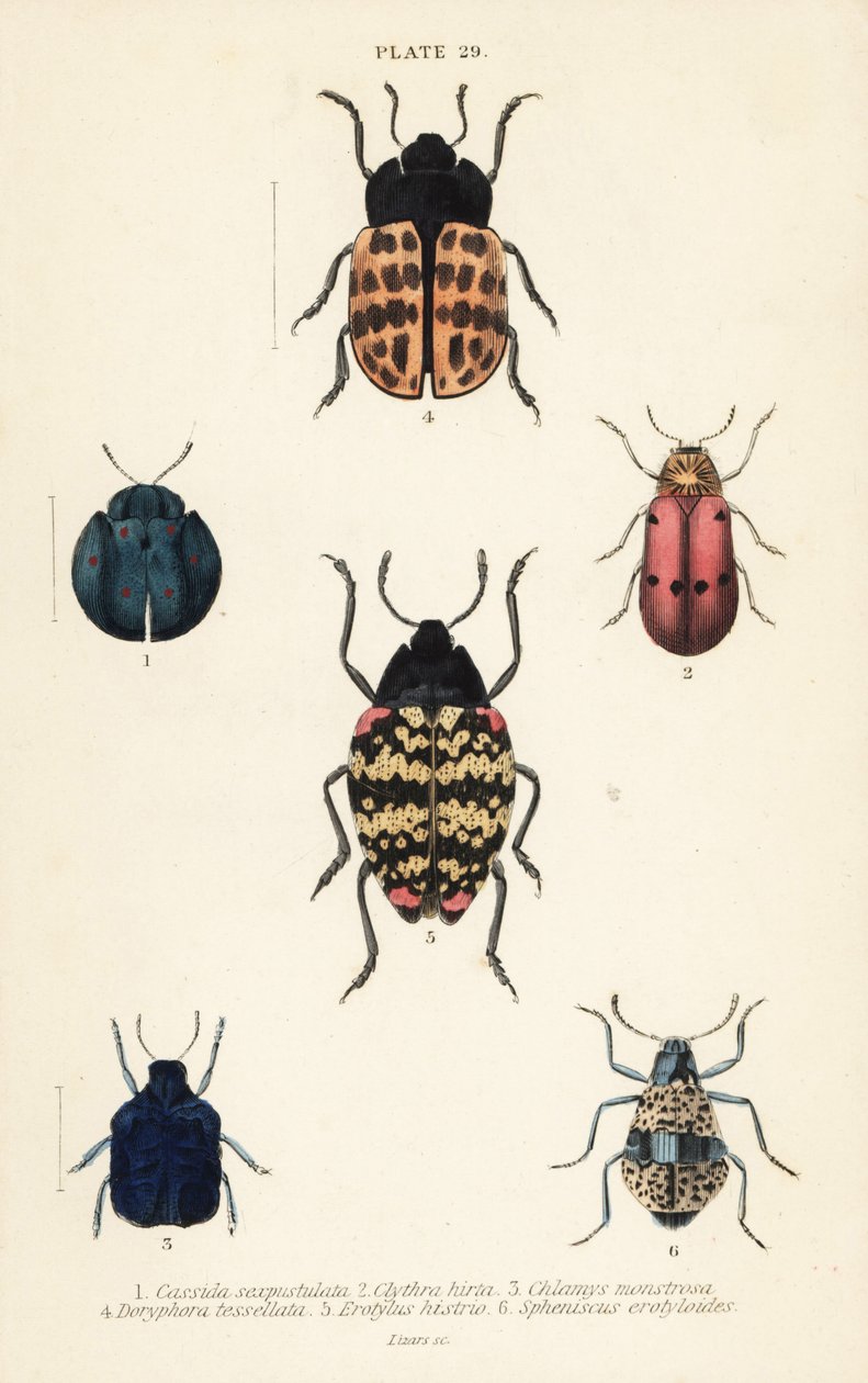 Bladbiller: Cyrtonota sexpustulata 1, Lachnaia hirta 2, Chlamys monstrosa 3, Doryphora tessellata 4, Erotylus actor 5 og Spheniscus erotyloides 6 av English School