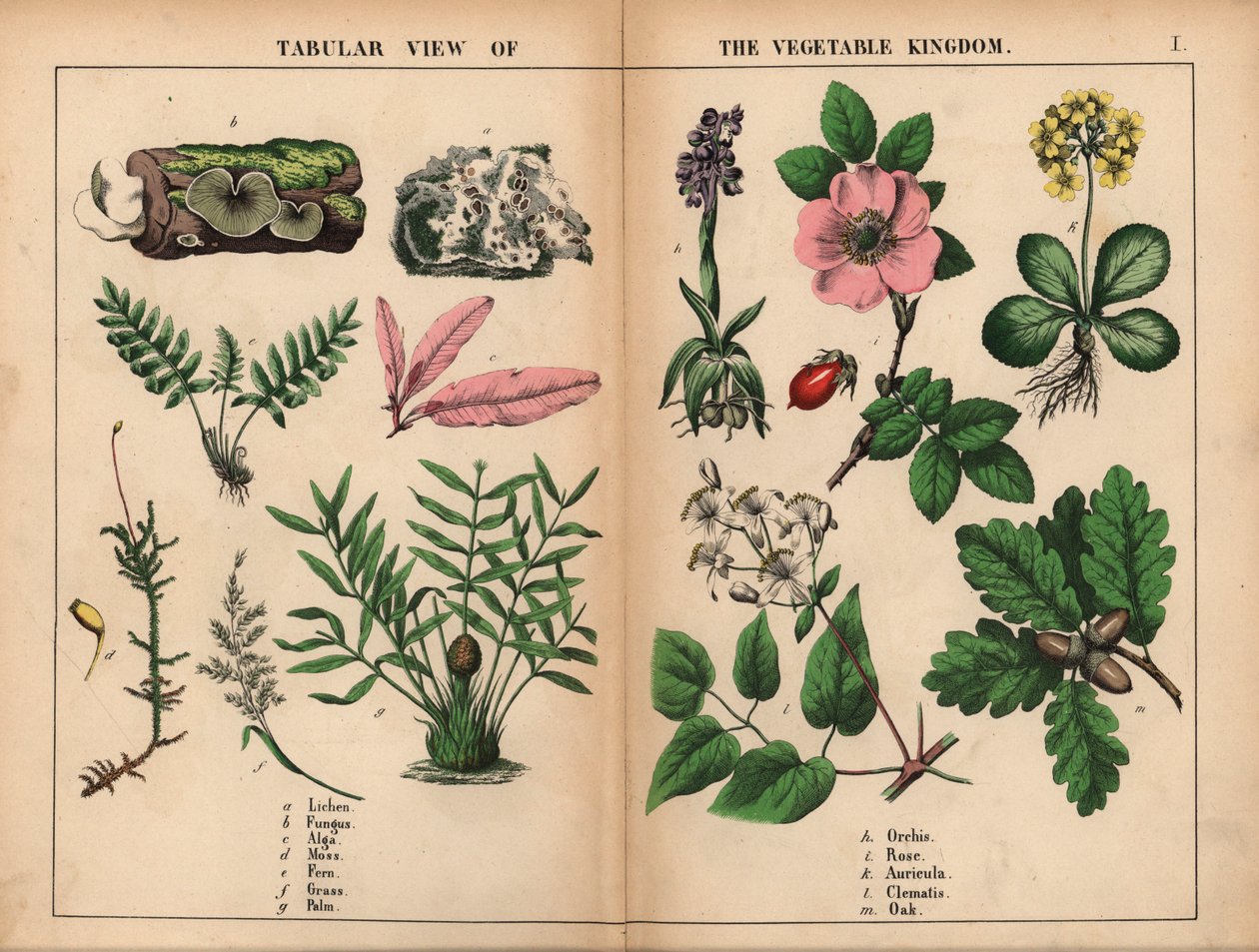 Lav, sopp, alger, mose, bregne, gress, palme, orkide, rose, auricula, klematis og eik. , fra "The Instructive Picture Book, or Lessons from the Vegetable World," [Charlotte Mary Yonge], Edinburgh av English School