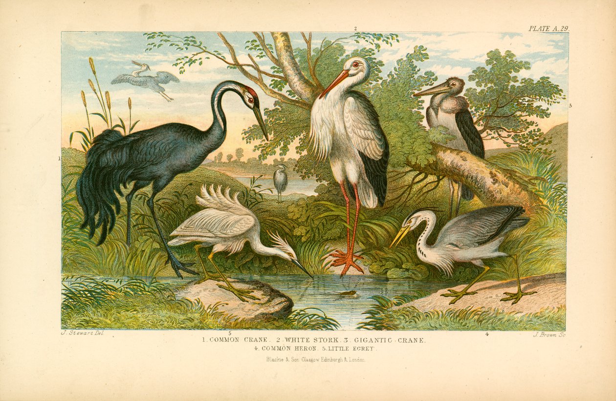 Langbeinte fugler (fargelitografi) av English School