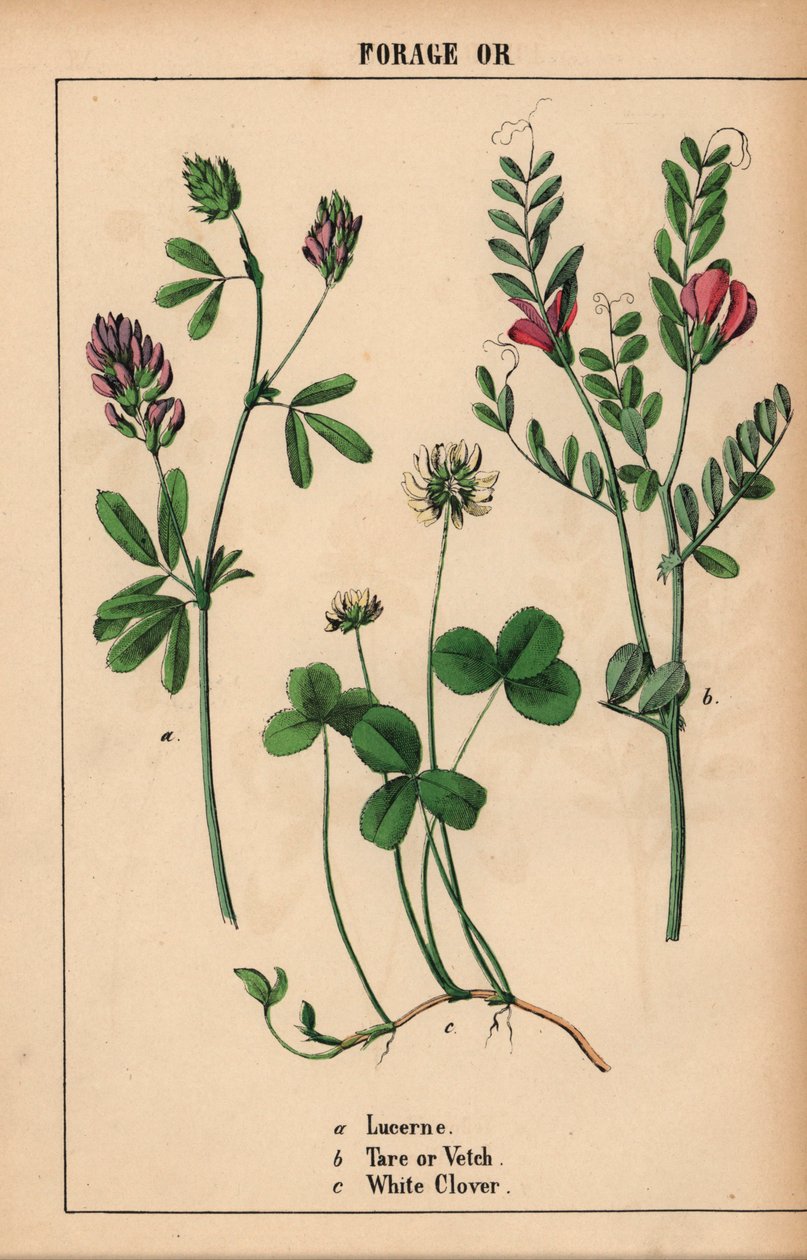 Lucerne, tara eller vikker, og hvitkløver  , fra "The Instructive Picturebook, or Lessons from the Vegetable World," [Charlotte Mary Yonge], Edinburgh av English School