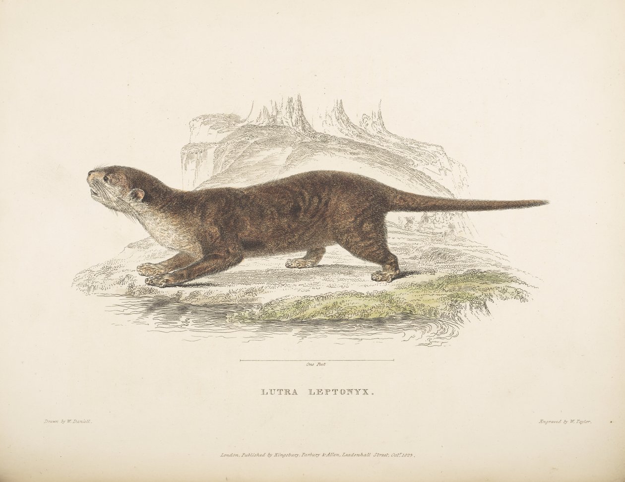 Lutra Leptonyx, fra 