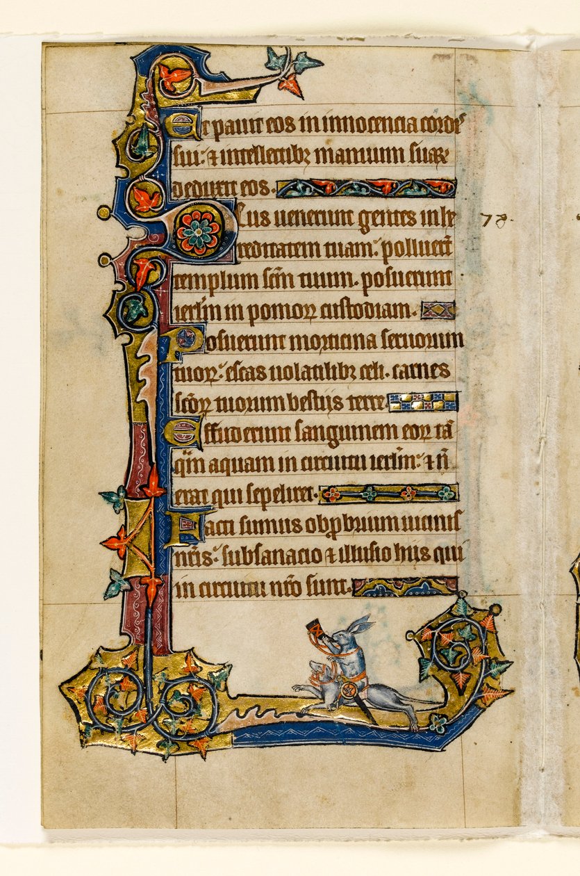 MS 1-2005, fol. 115v: En kanin som rir på en hund, jakter, marginal dekorasjon fra Macclesfield Psalter, Use of Sarum, East Anglia, ca. 1330 av English School