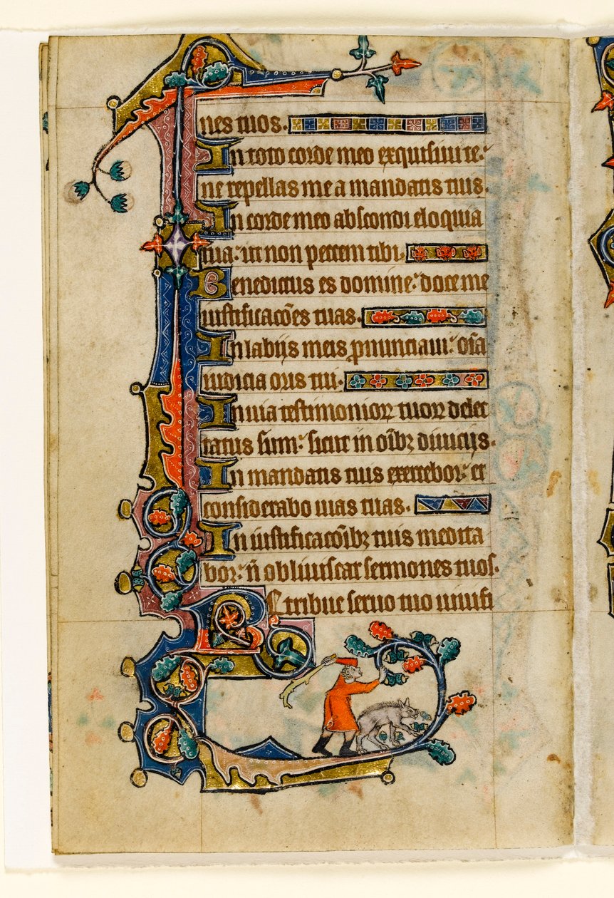 MS 1-2005, fol. 170v: En svinegjerde som slår ned eikenøtter for en gris, marginal dekorasjon fra Macclesfield Psalter, Use of Sarum, East Anglia, ca. 1330 av English School