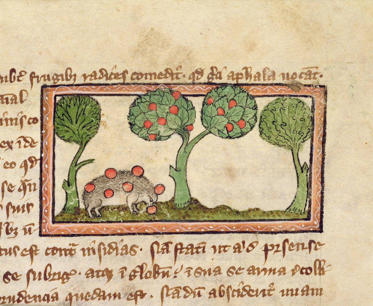 MS 379 f.13r Et pinnsvin som plukker epler, detalj fra et bestiarium, engelsk av English School