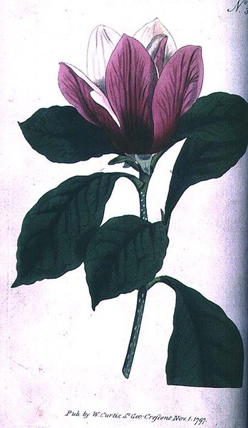 Magnolia (Magnolia purpurea), tallerken 390 fra William Curtis 