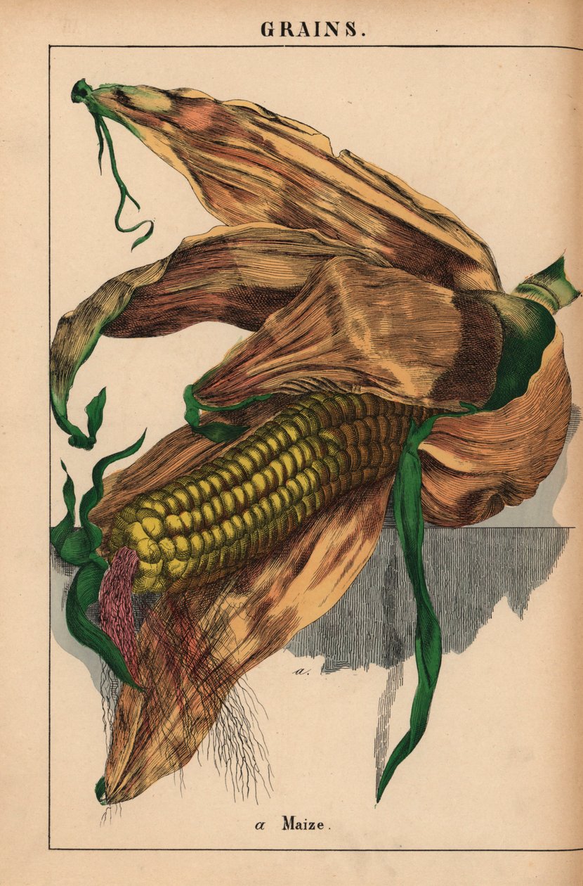 Mais, mais eller søtmais  , fra "The Instructive Picturebook, or Lessons from the Vegetable World," [Charlotte Mary Yonge], Edinburgh av English School