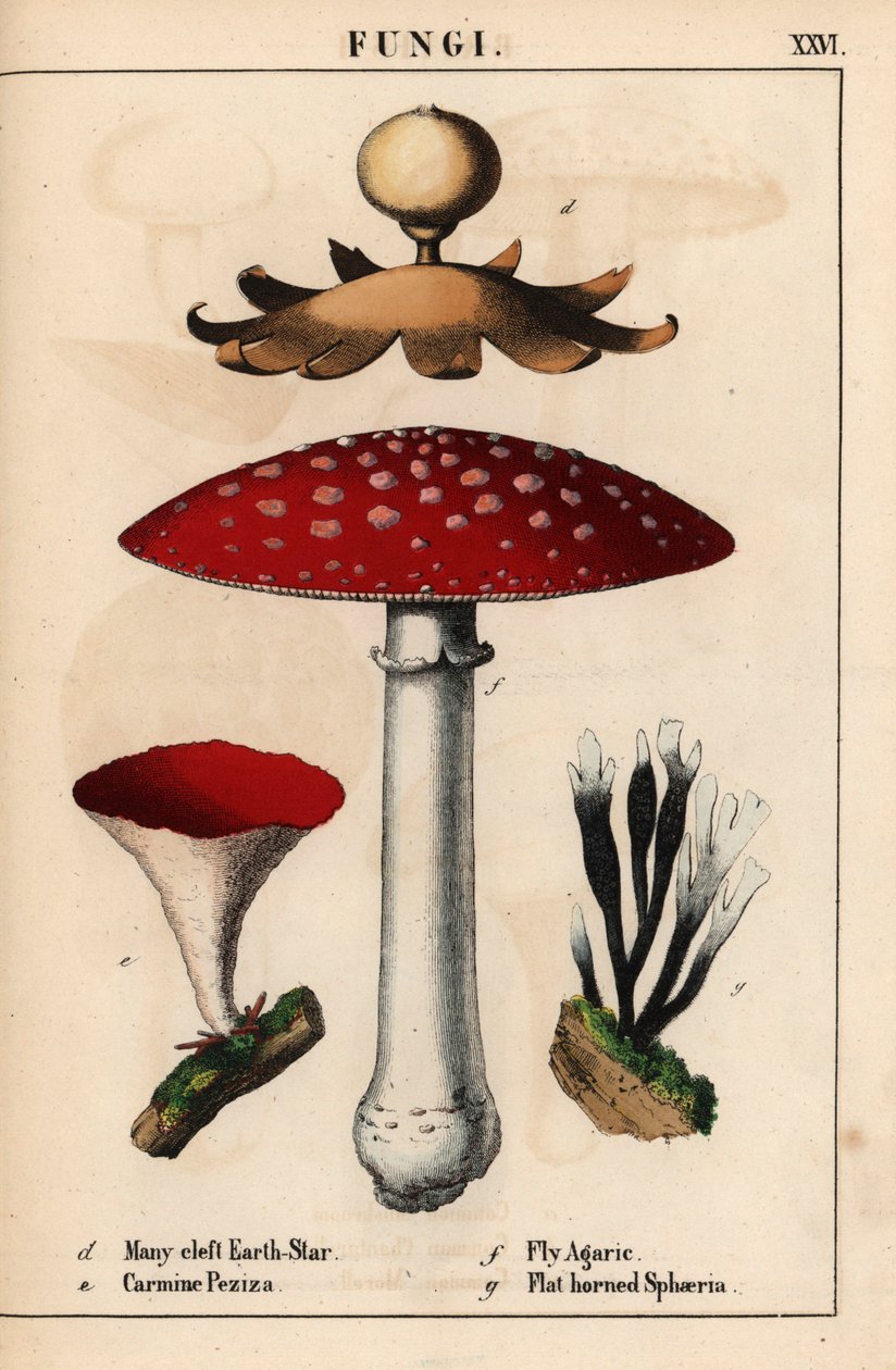 Jordstjerne med mange kløfter, Geastrum, karmin Peziza, fluesopp Amanita muscaria og flathornede sphaeria-sopper.   , fra "The Instructive Picturebook, or Lessons from the Vegetable World," [Charlotte Mary Yonge], Edinburgh av English School
