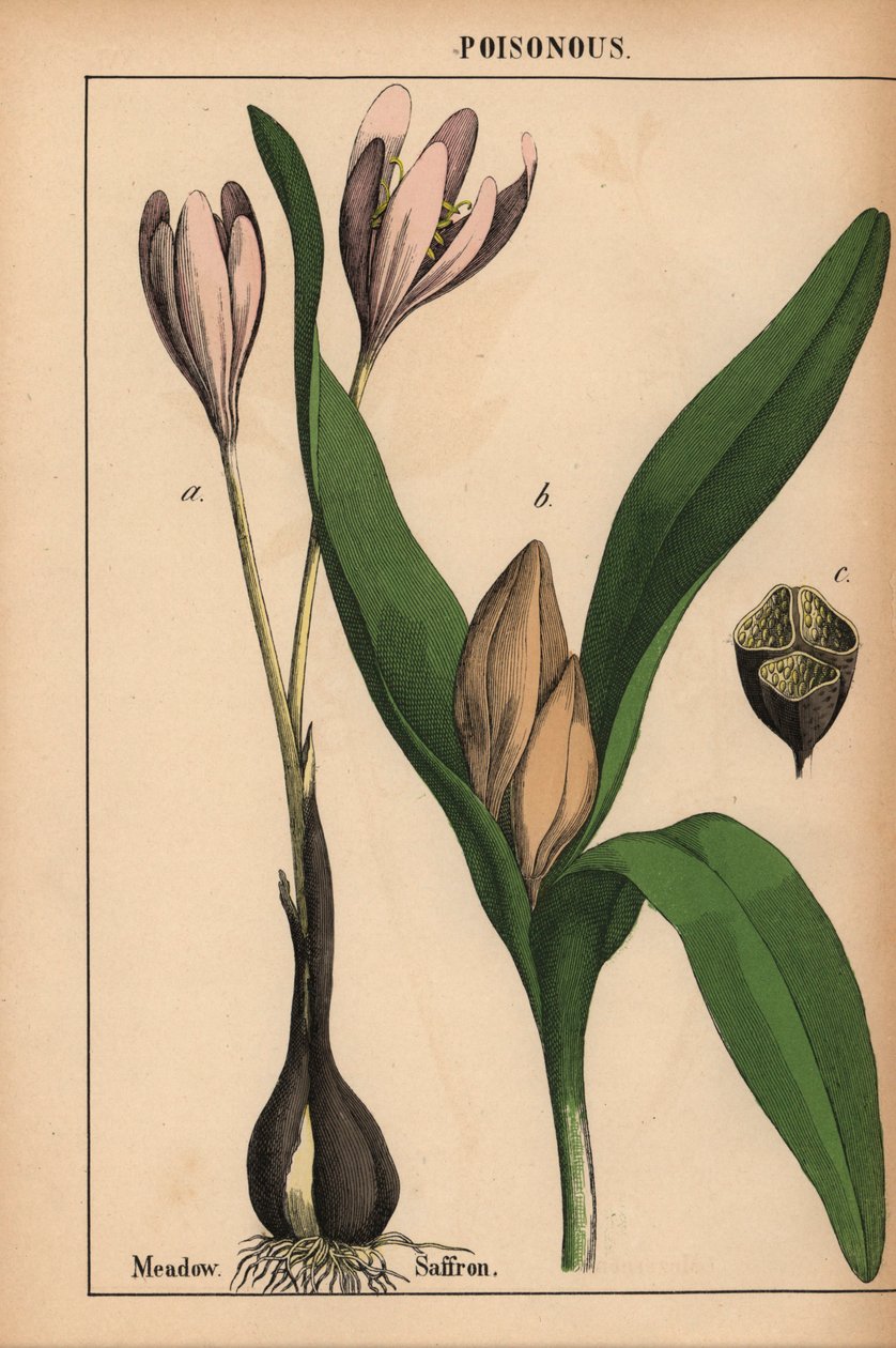 Engsafran med lilla blomst  , fra "The Instructive Picturebook, or Lessons from the Vegetable World," [Charlotte Mary Yonge], Edinburgh av English School