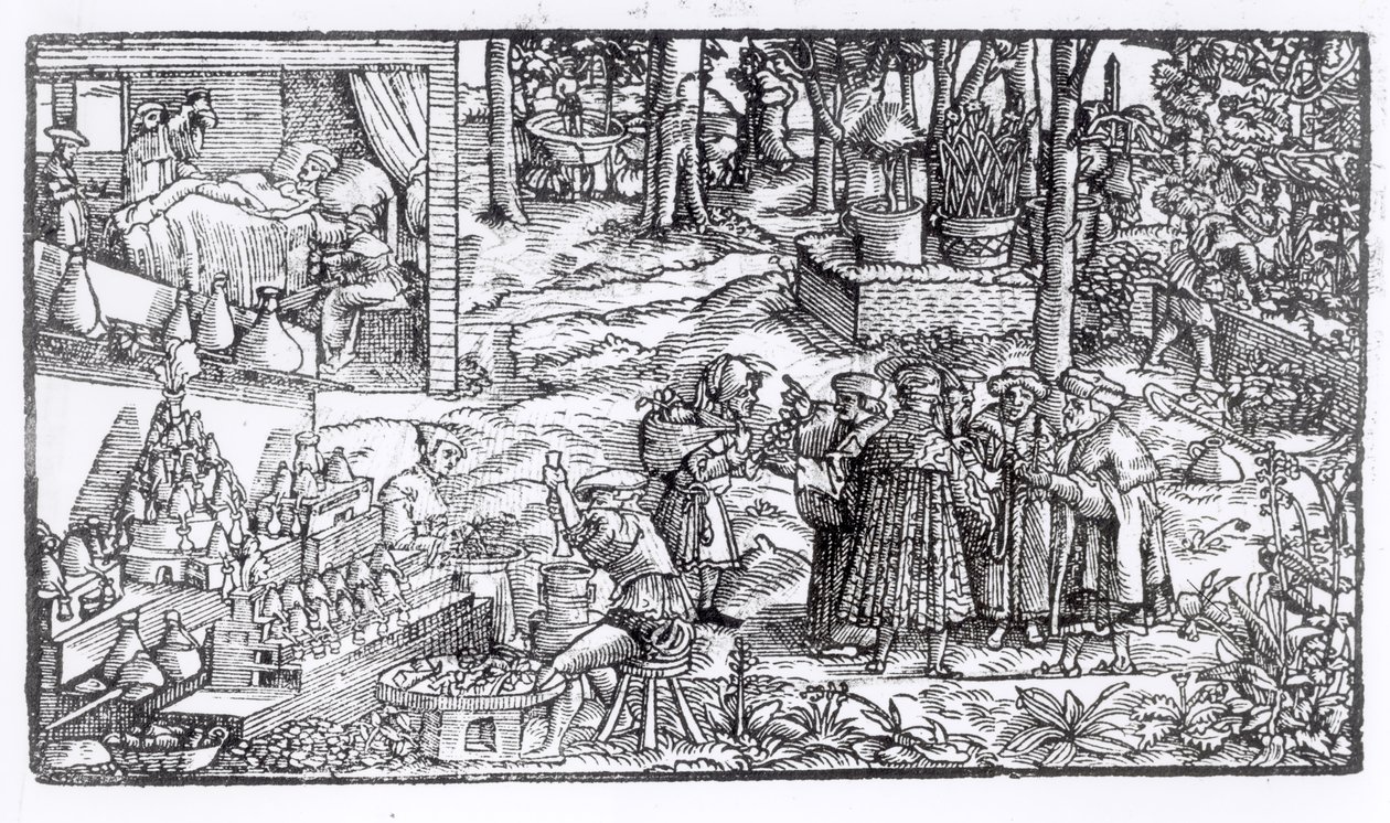 Medisinsk urtedyrking, 1531 av English School
