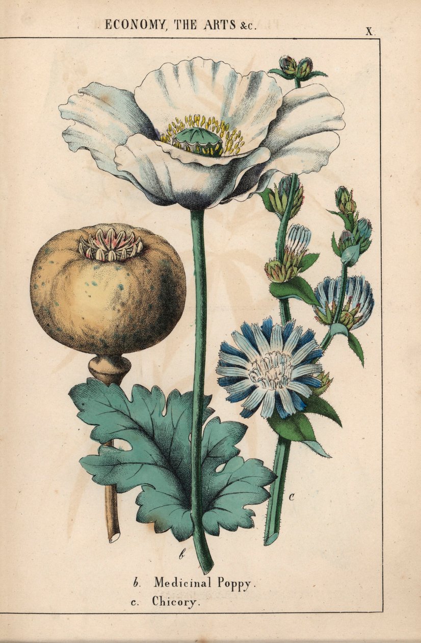 Medisinsk valmue med hvit blomst og moden kapsel, og blå sikoriblomst, fra "The Instructive Picturebook, or Lessons from the Vegetable World," [Charlotte Mary Yonge], Edinburgh av English School