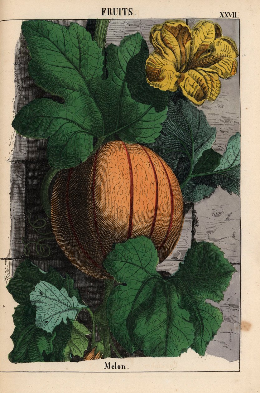 Melon, med moden oransje frukt, gul blomst og store mørkegrønne blader Cucumis melo   , fra "The Instructive Picturebook, or Lessons from the Vegetable World," [Charlotte Mary Yonge], Edinburgh av English School