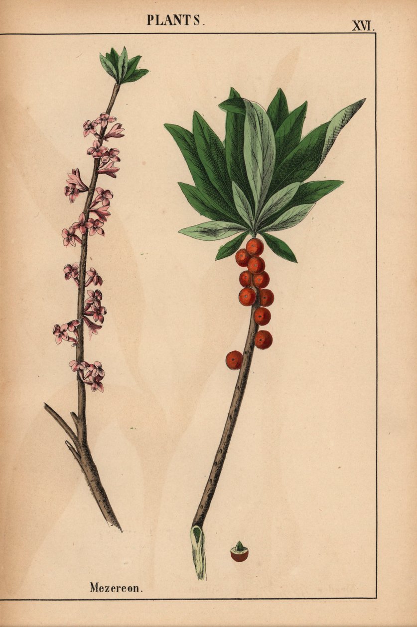 Mezereon med røde bær og rosa blomster.  , fra "The Instructive Picturebook, or Lessons from the Vegetable World," [Charlotte Mary Yonge], Edinburgh av English School