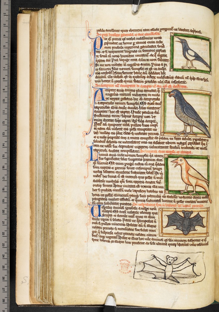 Miniatyrer av fugler, og marginaltegning av en flaggermus, fra teologiske forskjeller, inkludert Summa de vitiis, Harley 3244, f.55v, c.1236-50 (vellum) av English School