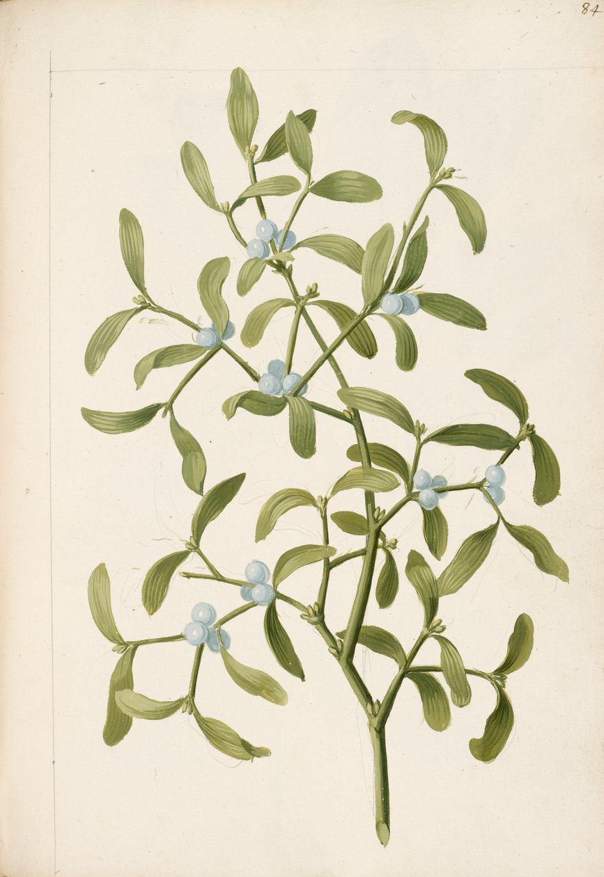 Misteltein. En hemi-parasittisk plante, ca. 1664 (litho) av English School