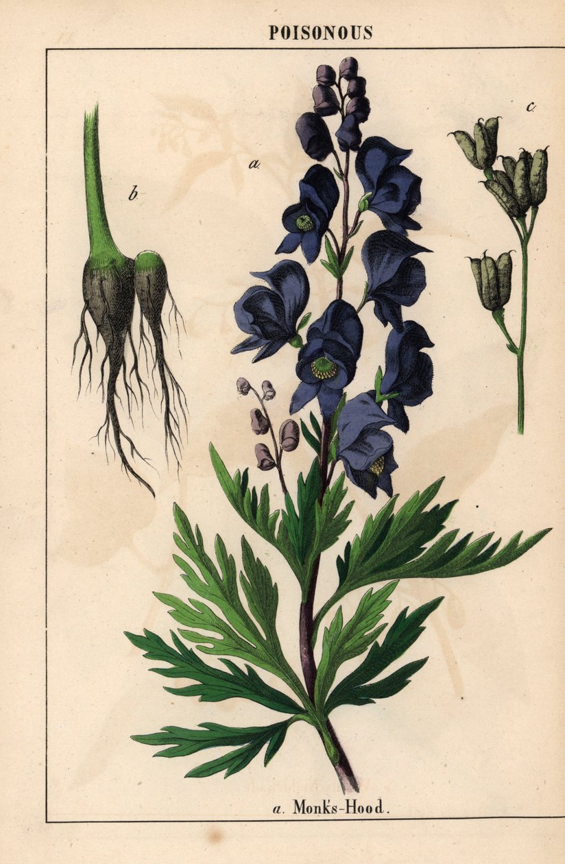 Munkehette med blå blomster   , fra "The Instructive Picturebook, or Lessons from the Vegetable World," [Charlotte Mary Yonge], Edinburgh av English School