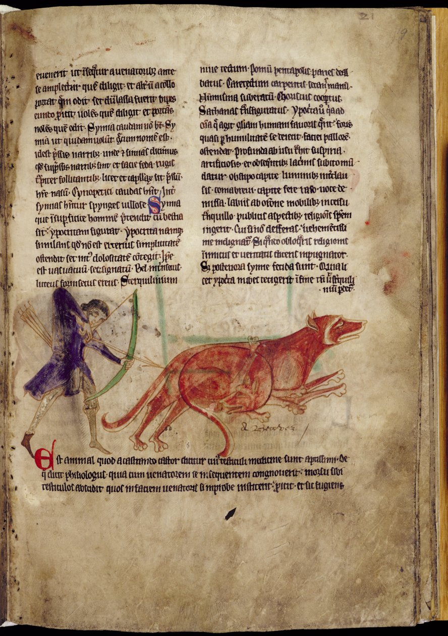 Ms 254, f.19r: Huntsman sikter en pil mot to bevere, fra et Bestiary, tidlig på 1200-tallet (pergament) av English School