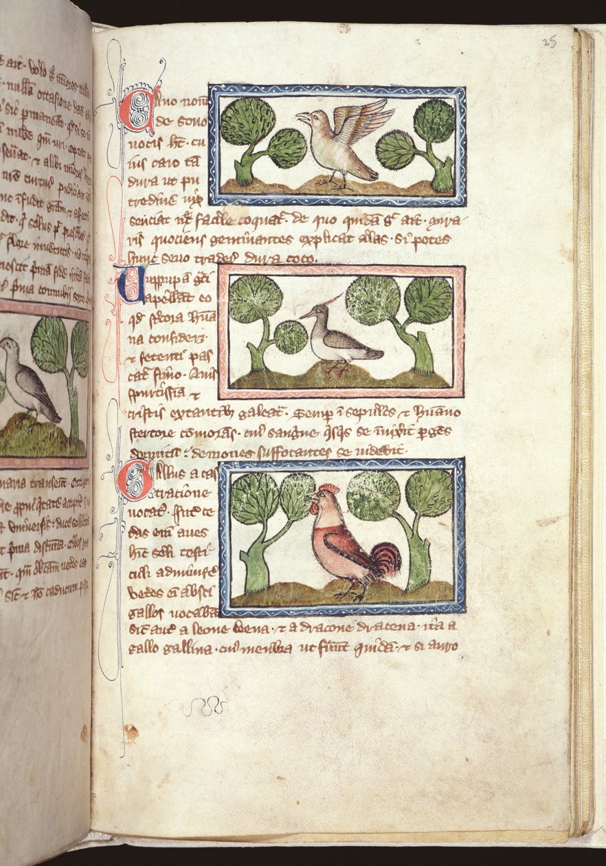 Ms 379, f.25r: Tre fugler på bakken, fra et Bestiary, tidlig på 1300-tallet (pergament) av English School