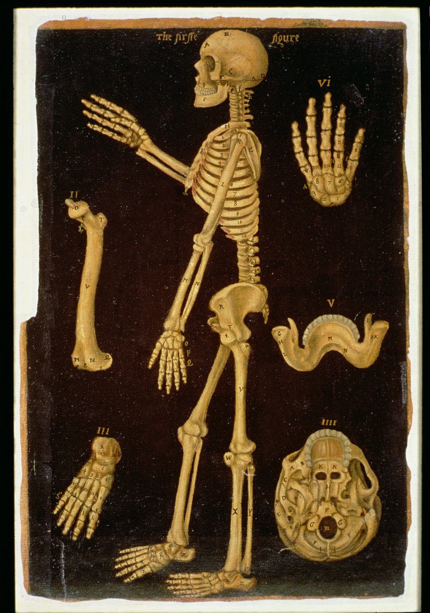 Hunter 364 Table III Dissection, from Anatomical Tables, av John Banister (1540-1610) (olje på brunt papir) av English School