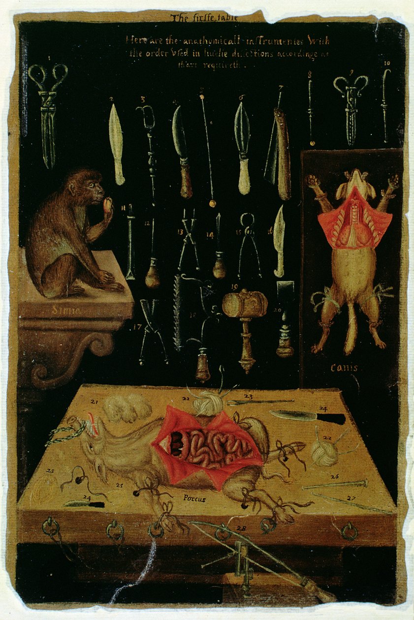 Ms Hunter 364 Tabell I Disseksjonsinstrumenter, fra Anatomical Tables, av John Banister (1540-1610) (olje på brunt papir) av English School
