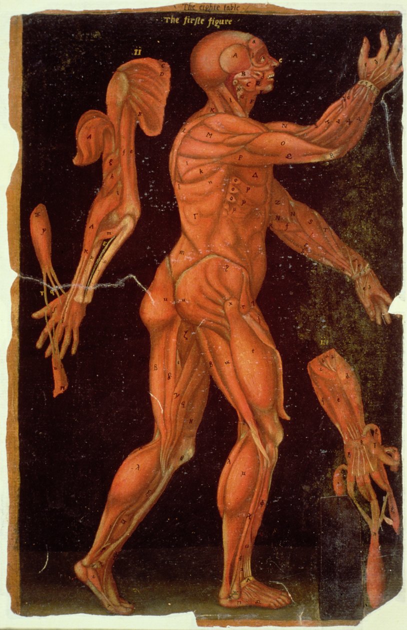 Ms Hunter 364 Tabell VIII Disseksjon, fra Anatomical Tables, av John Banister (1540-1610) (olje på brunt papir) av English School