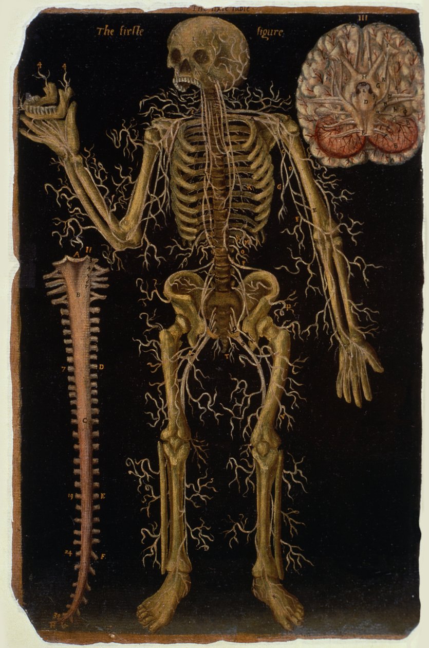 Hunter 364 Table VI Dissection, from Anatomical Tables, av John Banister (1540-1610) (olje på brunt papir) av English School