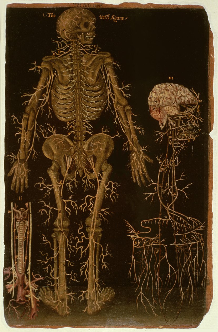 Hunter 364 Table V Dissection, from Anatomical Tables, av John Banister (1540-1610) (olje på brunt papir) av English School