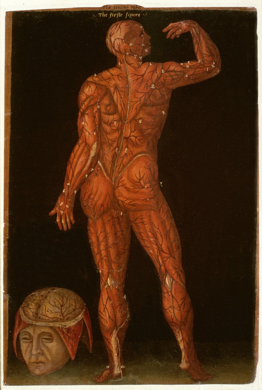 Ms Hunter 364 Table X Dissection, from Anatomical Tables, av John Banister (1540-1610) (olje på brunt papir) av English School