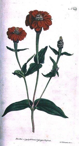 Flerblomstret Zinnia (Zinnia multiflora), tallerken 149 fra William Curtis