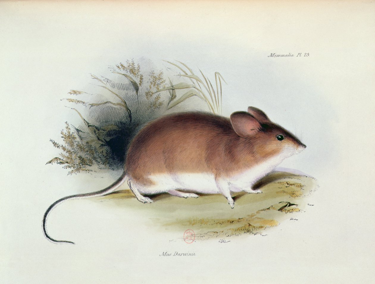 Mus Darwinii, illustrasjon fra The Zoology of the Voyage of H.M.S. Beagle, 1832-36, av Charles Darwin (1809-92), 1840 av English School