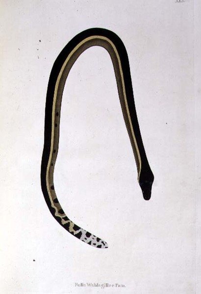 Nalla Wahlagillee Pam Snake fra 