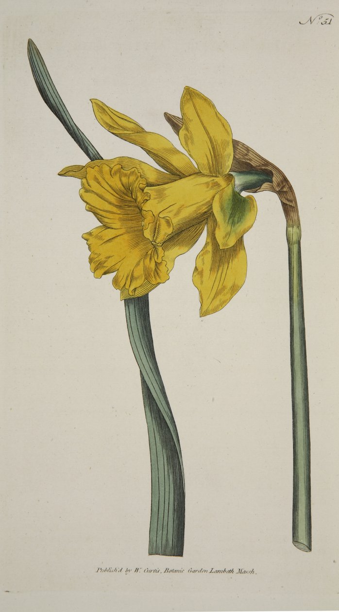 Narcissus Major (Great Daffodil), fra The Botanical Magazine eller Flower Garden Displayed, pub. 1793 (håndfarget gravering) av English School