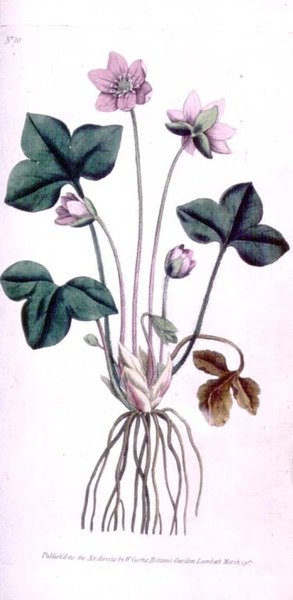 Noble Liverwort (Anemone hepatica), tallerken 10 fra William Curtis 