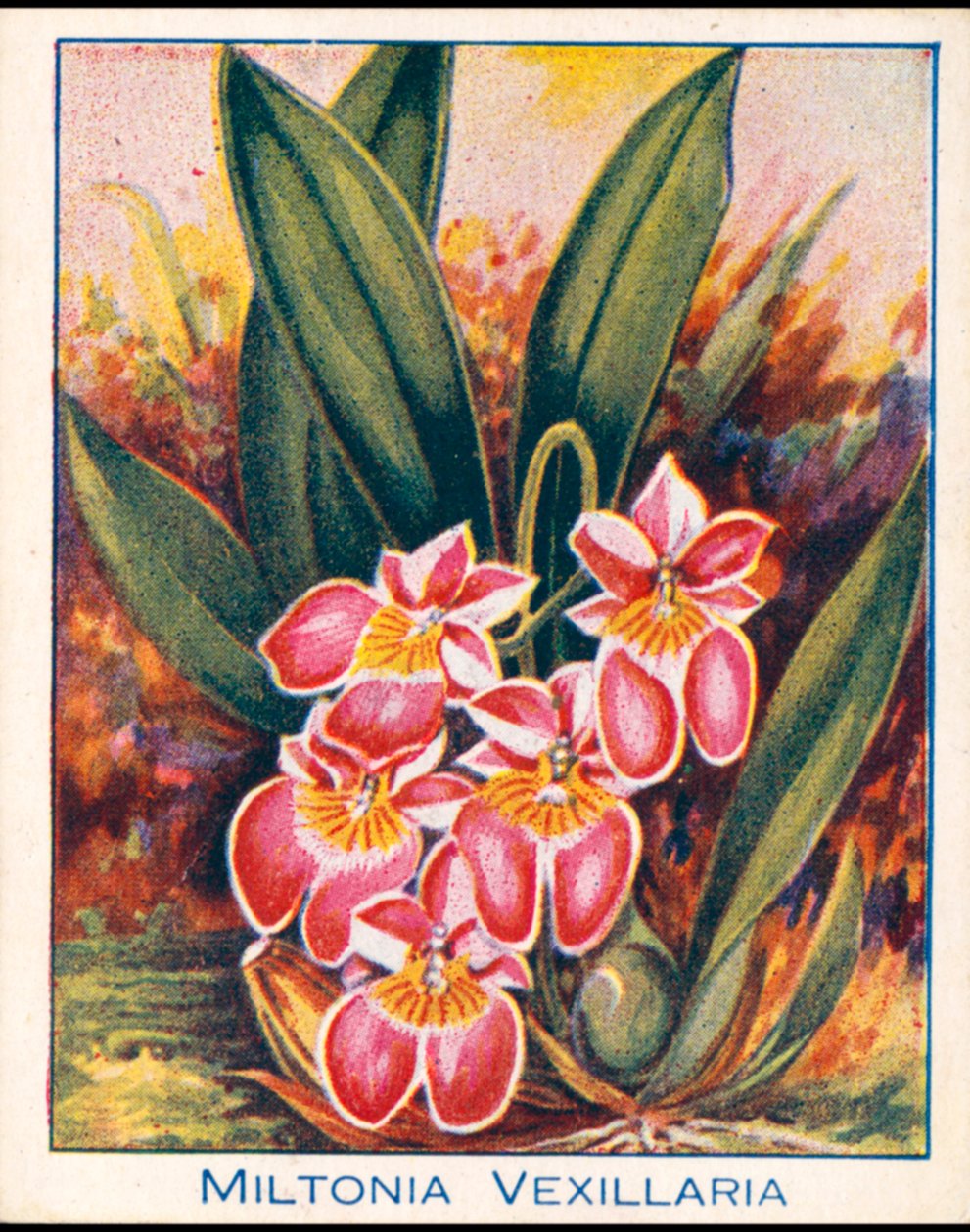 Orkideer: Miltonia Vexillaria (farge litho) av English School