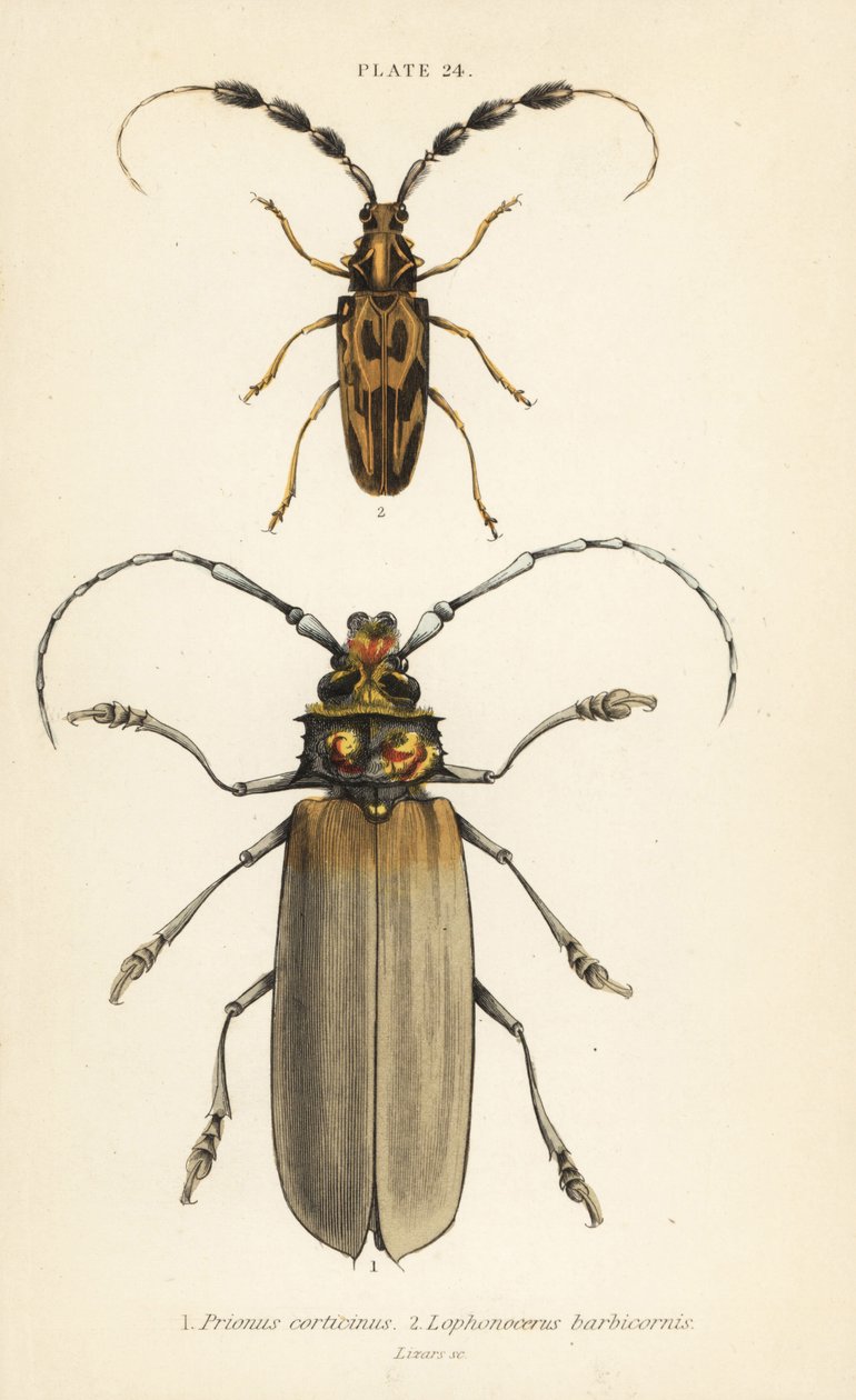 Orthomegas cinnamomeus Prionus corticinus 1 og Batus barbicornis, Lophonocerus barbicornis 2 av English School