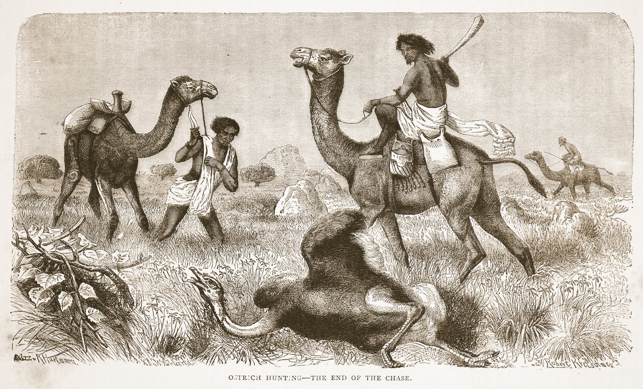 Strutsjakt - slutten på jakten, illustrasjon fra The Pictorial Edition of the Life and Discoveries of David Livingstone av J. Ewing Richie, pub. av A. Fullarton & Co., 1876 av English School